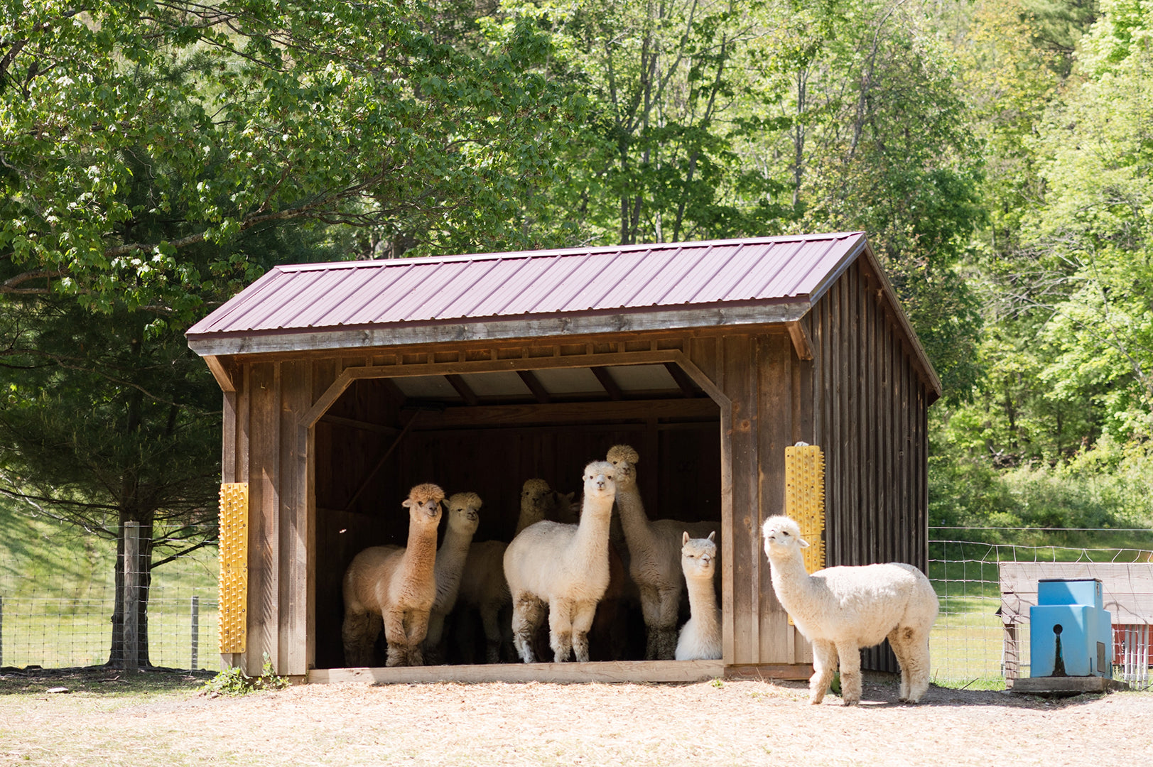 Embracing Slow Fashion: Fluff Alpaca & Sustainability