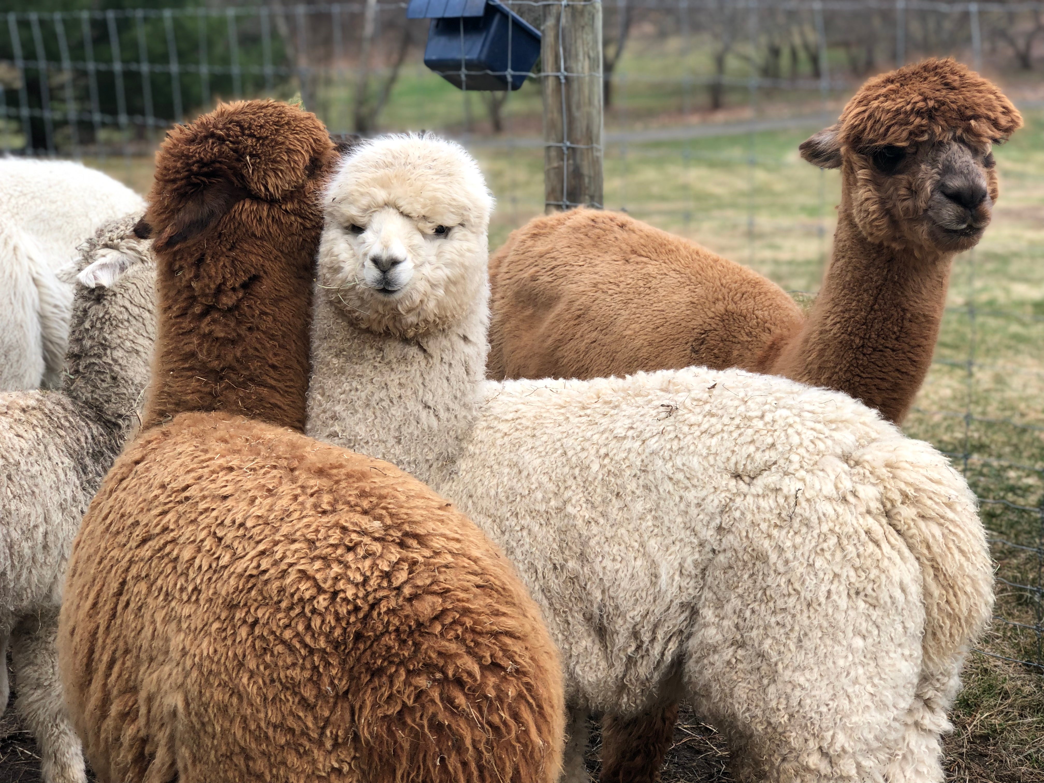 Why We Love Alpaca