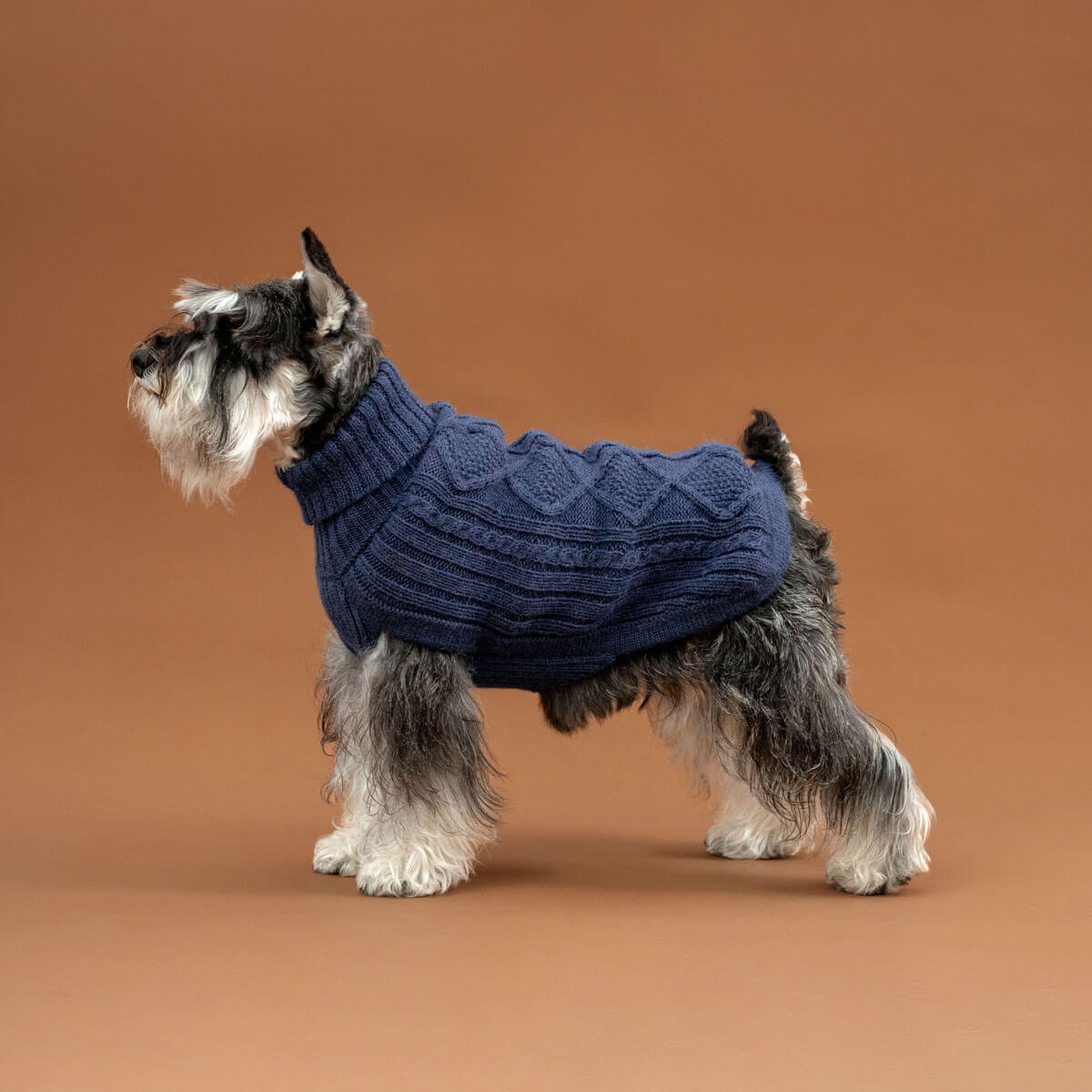 Dog wearing a blue knitted sweater on a brown background