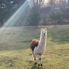 Trixie the Guardian Llama
