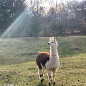 Trixie the Guardian Llama