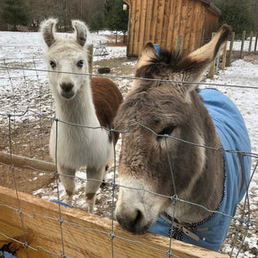 Lulu the Guardian Donkey