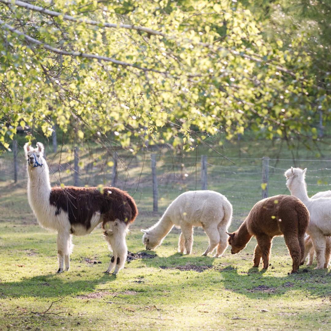 Alpacas Versus Llamas: What's the Difference Between an Alpaca and a Llama? A brown and white guardian llama stands to the left of her alpaca her in a field.
