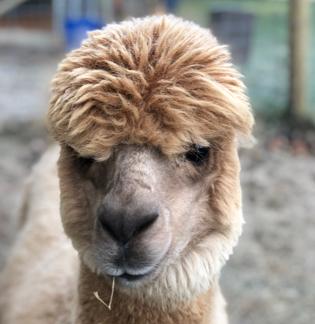 Alpaca