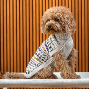 Dog wearing a patterned sweater standing on a white surface with a wooden background