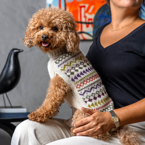 Small dog wearing a colorful sweater sitting on a person's lap with a modern interior background.