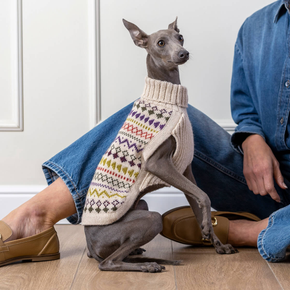 Dog wearing a patterned sweater sitting on a person's lap indoors.