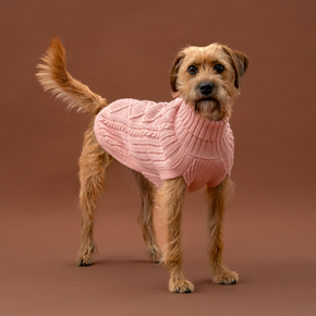 Dog wearing a pink knitted sweater on a brown background