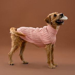 Dog wearing a pink knitted sweater on a brown background