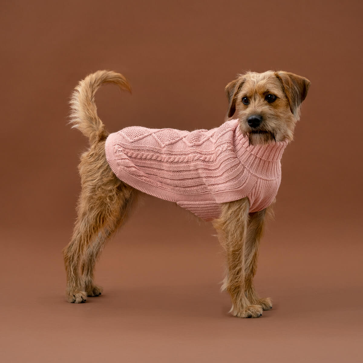 Dog wearing a pink sweater on a brown background