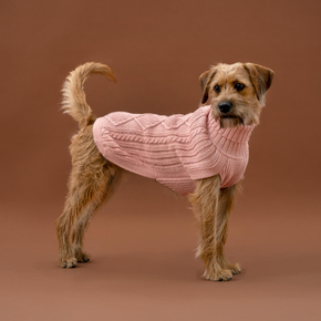 Dog wearing a pink sweater on a brown background