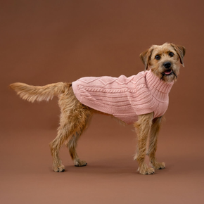 Dog wearing a pink knitted sweater on a brown background