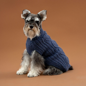 Dog wearing a blue sweater on a brown background