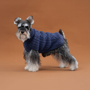 Dog wearing a blue sweater on an orange background