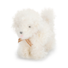 White fluffy dog with a small ribbon on a white background