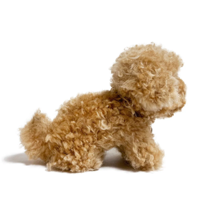 Small brown curly-haired dog on a white background