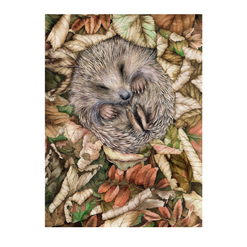 hedgehog sleep in leaves