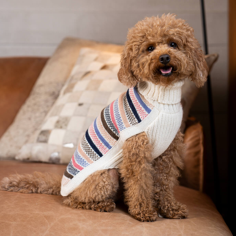 Small dog wearing a striped sweater sitting on a couch.