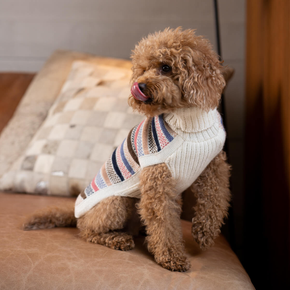 Small dog wearing a colorful sweater sitting on a couch.