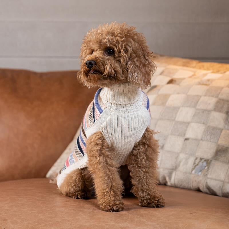 Small dog wearing a sweater sitting on a couch with a neutral background