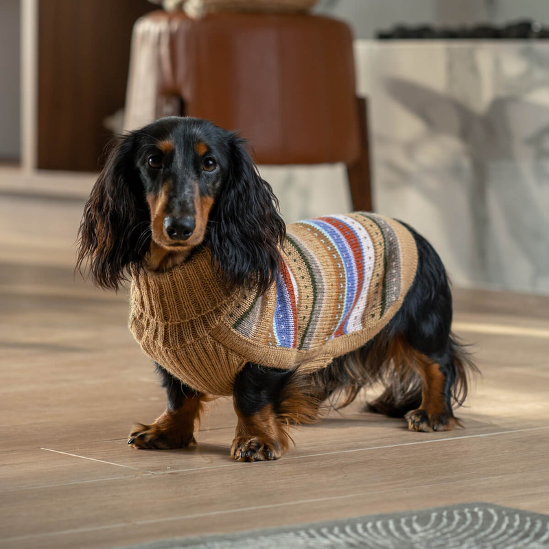 Dog wearing autumnal striped dog sweater