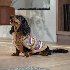 Dog wearing autumnal striped dog sweater