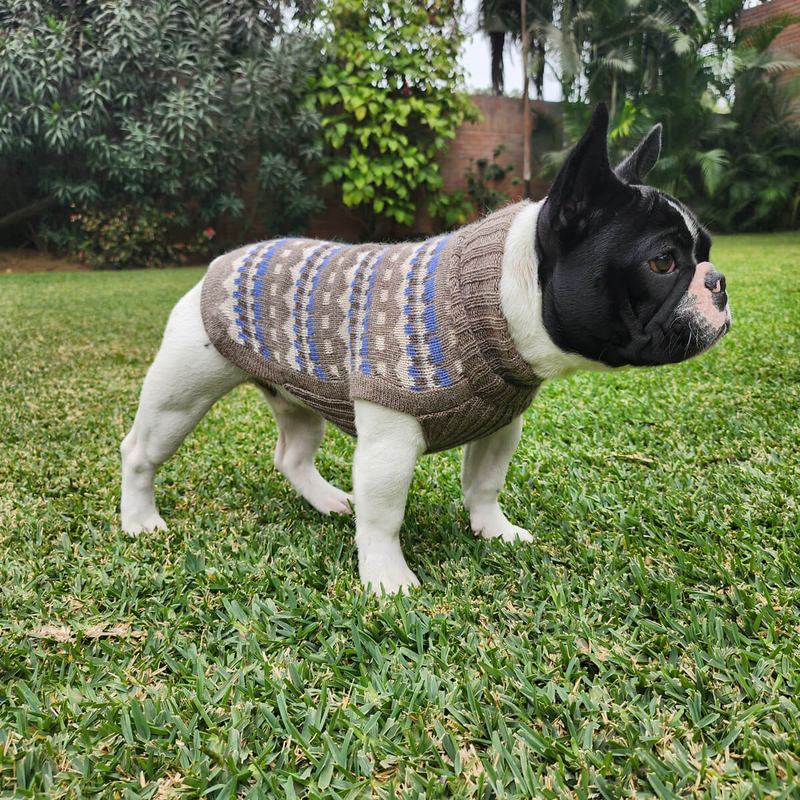 Dog wearing geometric patterned beige and blue dog sweater