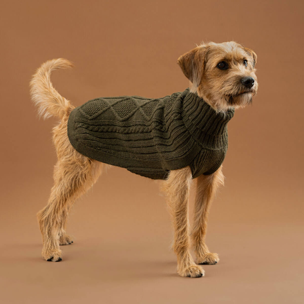 Dog wearing green cable knit dog sweater on a neutral background