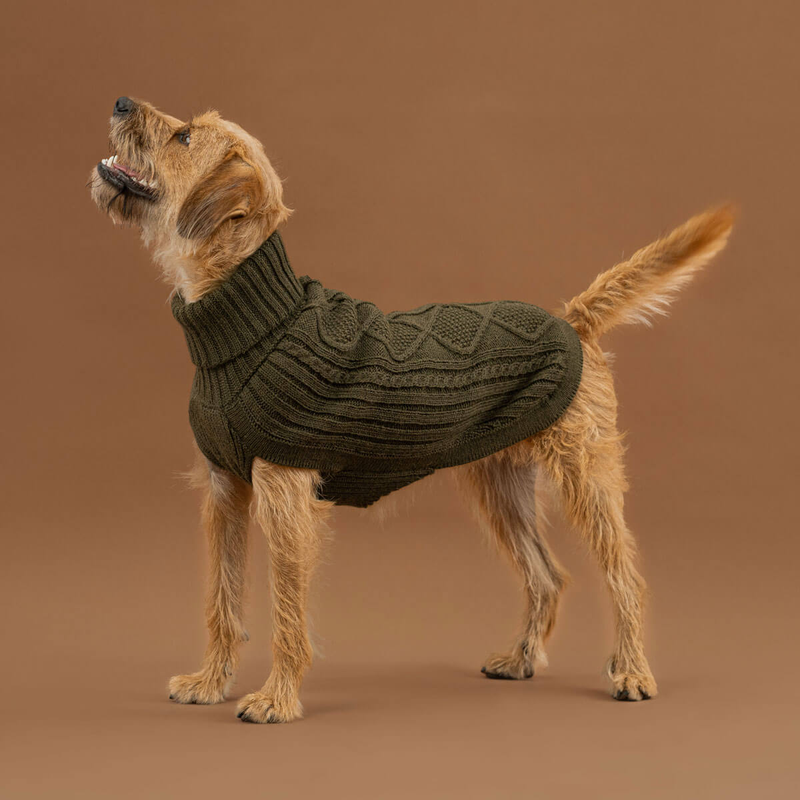 Dog wearing green cable knit dog sweater on a neutral background