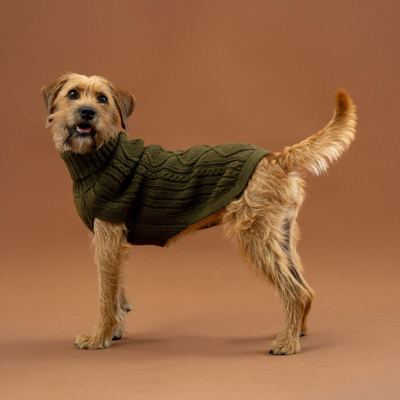 Dog wearing green cable knit dog sweater on a neutral background