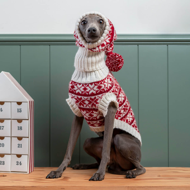 Dog wearing a red and white patterned sweater with a hood, sitting on a wooden surface against a green panel wall.