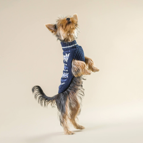 Small dog wearing a blue sweater on a beige background