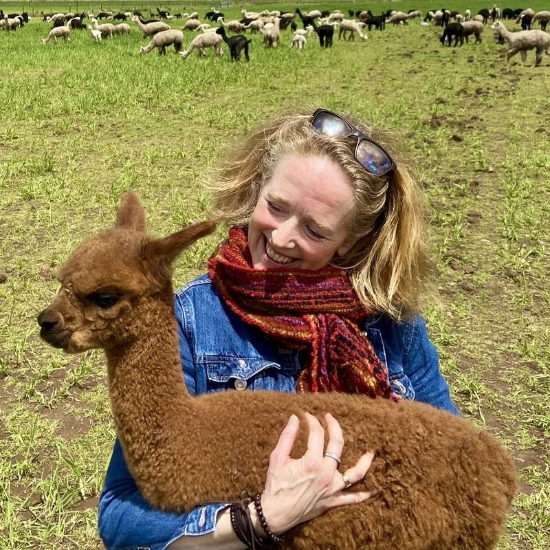 Woman holding a brown alpaca in a field with other alpacas in the background