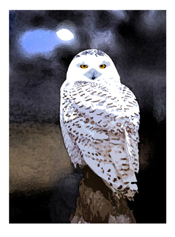 'White Owl' Card