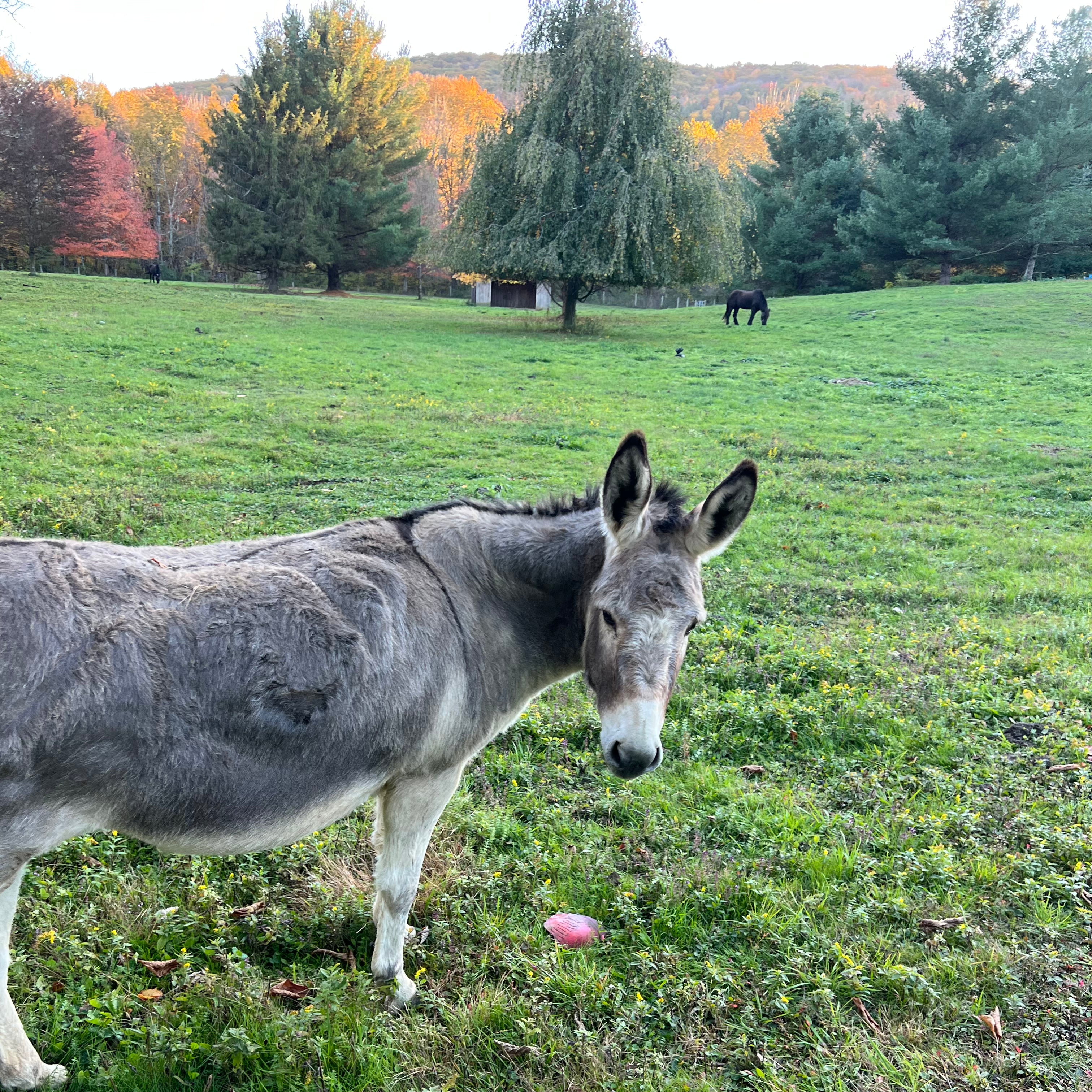 Lulu the Guardian Donkey – Fluff Alpaca