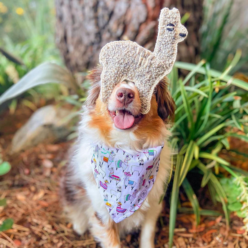 Dog wearing alpaca patterned bandana with an alpaca shaped toy balanced on its nose
